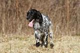 SETTER ANGLAIS 051